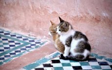 Man vervolgd voor doden kat in Tetouan