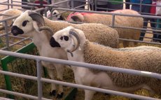 Schapen in Marokko getroffen door nieuw virus