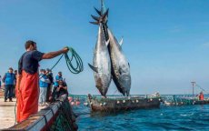 Europese Hof verklaart visserijovereenkomst Marokko-EU nietig