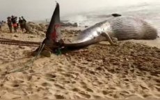 Walvis van bijna 20 ton spoelt aan bij Tan-Tan