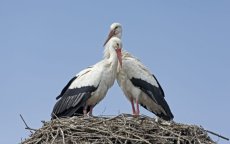 Witte ooievaar na zes eeuwen terug in Engeland dankzij Marokko 