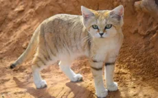 Marokkaanse woestijnkat ziet eruit als kitten maar blaft als hond