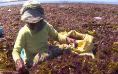 Nederlands bedrijf start zeewierplantage in Marokko