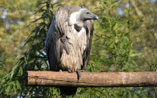 Zeldzame gieren keren terug naar Noord-Marokko 