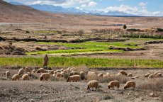 Onbekende ziekte doodt schapen en geiten in Marokko 