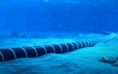 Moet Marokko zich zorgen maken over sabotage onderzeese kabels?