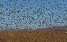 Miljoenen sprinkhanen bedreigen zuiden van Marokko