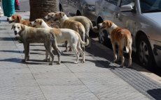 Roedels zwerfhonden zorgen voor chaos in Casablanca