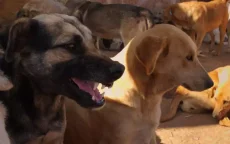 Zwerfhonden zaaien terreur in Casablanca