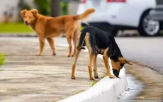 Zwerfhonden, een nachtmerrie voor Marokkanen