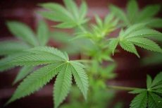 Marokkaans parlement debatteert over legalisering cannabis