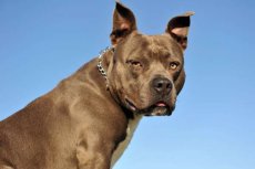 Marokkaanse politie arresteert criminele pitbull