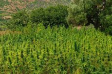 VN waarschuwt Marokko tegen legalisering cannabis