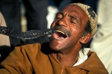 Slangenbezweerder dood na beet van cobra op Djemaa El Fna