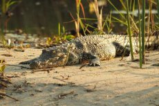 Krokodil gespot in Bouregreg rivier Rabat