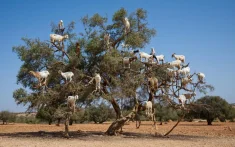 Opgravingen in Marokko onthullen menselijke innovatie van 150 millennia geleden