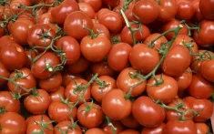 Marokkaanse tomatenexport loopt vast in Rusland 