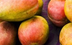 Marokko breekt historisch record met mango's