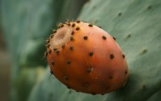 Marokko's nieuwe supervijg voor de wereldexport