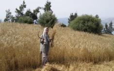Landbouwmirakel in Marokko: productiecijfers schieten door het dak