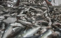 Rusland eist uitleg over sardines van Marokko
