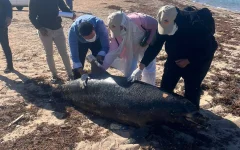 Dolfijn van 120 kilo aangespoeld op strand Nador