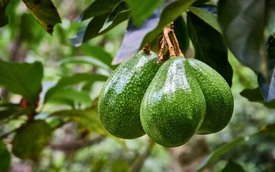 Noodkreet in Spanje: "Marokkaanse 'Ferrari' maakt ons kansloos"