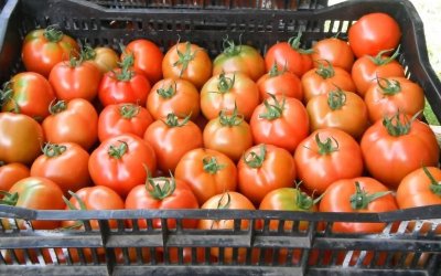 Tomatenstrijd: Nederland te sterk voor Marokko 
