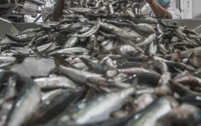 Rusland eist uitleg over sardines van Marokko