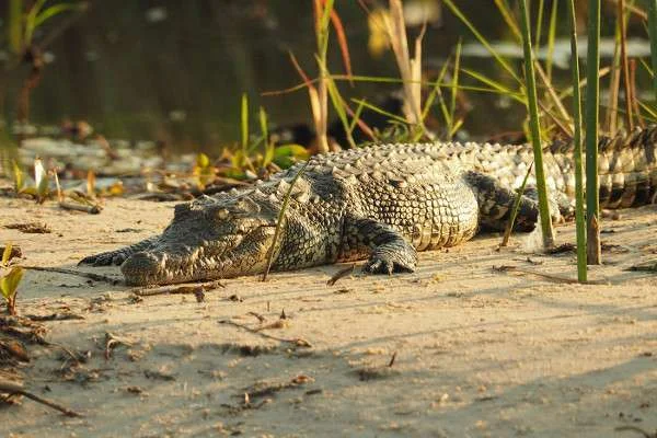 Krokodil gespot in Bouregreg rivier Rabat