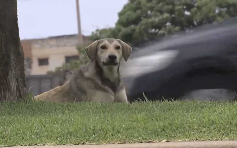 Zwerfhonden zaaien nog steeds terreur in Salé