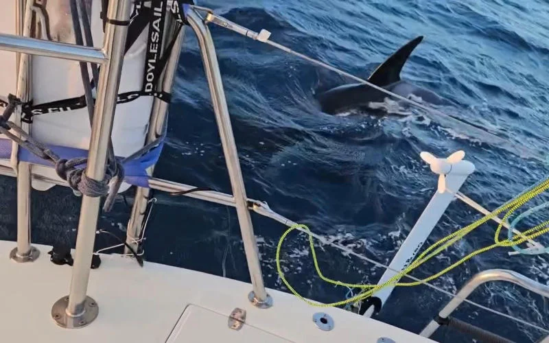 Nieuwe orka-aanval voor kust Marokko