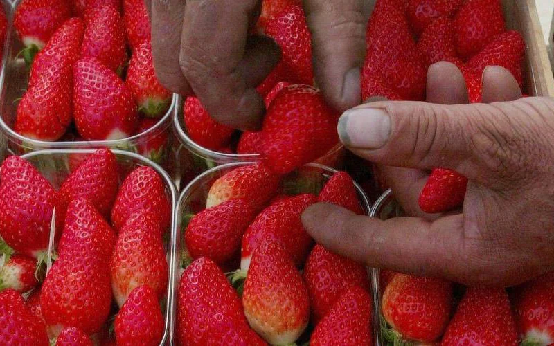 Virus ontdekt in aardbeien uit Marokko bestemd voor Nederland