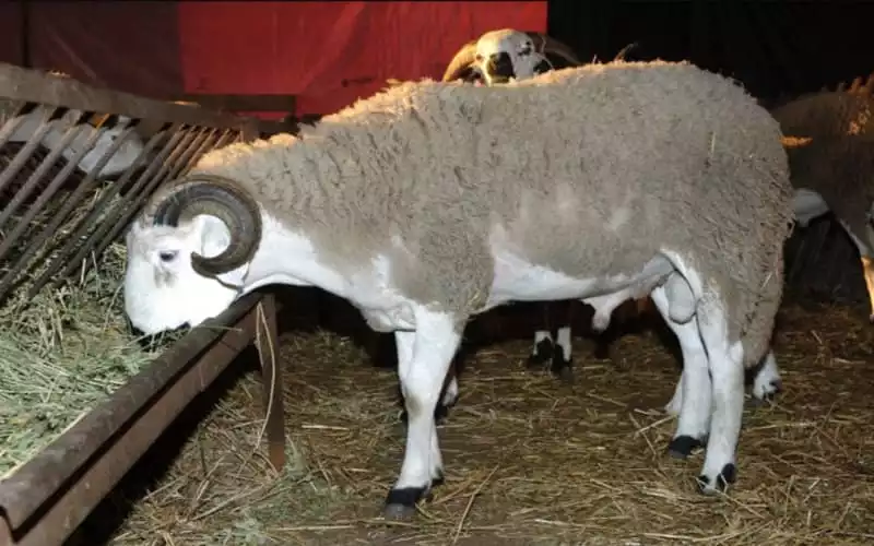 Schapenprijzen: Eid ul-Adha in gevaar in Marokko?