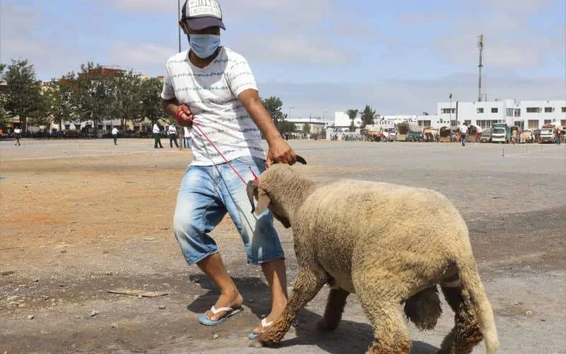 Delta-variant: experts pleiten voor extra maatregelen rond Eid ul-Adha in Marokko