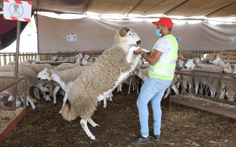 "Schapenhotels" in opmars voor Eid ul-Adha