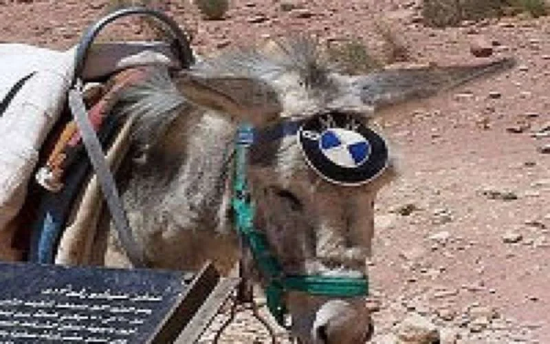 Schoonheidswedstrijd voor ezels in Marokko