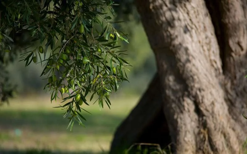 Marokko plant miljard bomen om het land te herbebossen