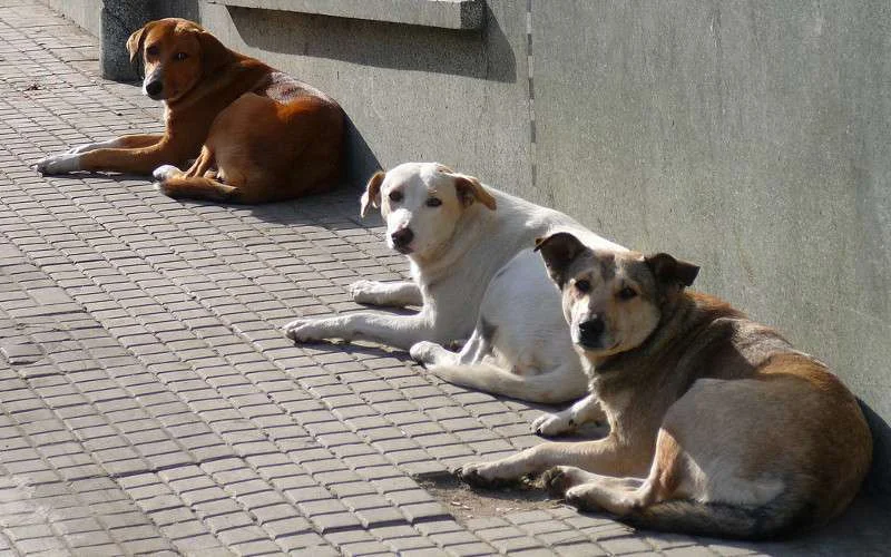Zwerfhonden dankzij dierenvereniging weer welkom in Taghazout
