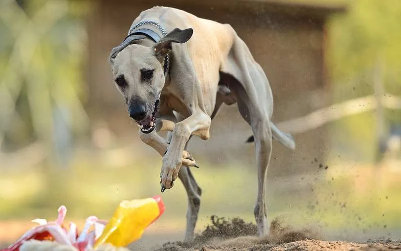 Marokkaanse honden populair in Amerika en Europa