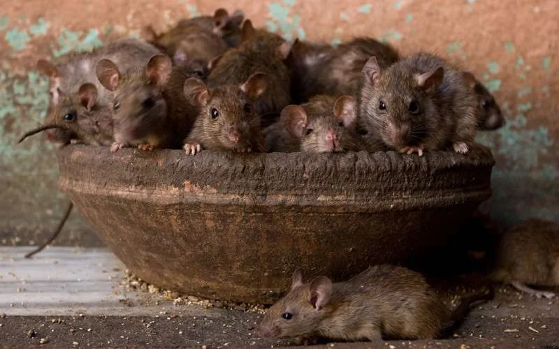 Marokko bedreigd door de pest?