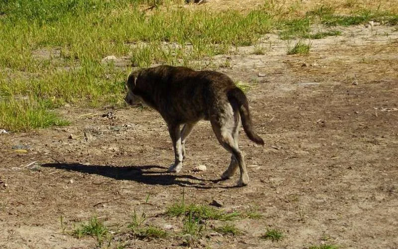 Melilla vreest hondsdolheid uit Marokko