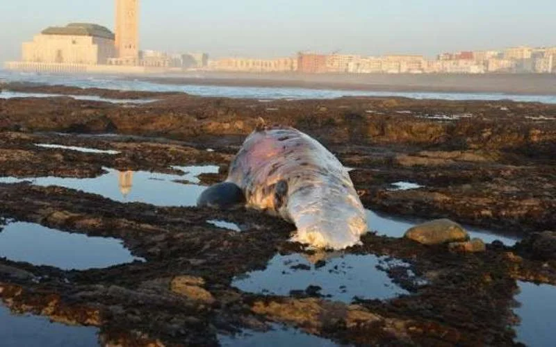 Grote potvis gestrand in Casablanca