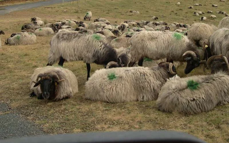 Marokko viert Offerfeest met temperaturen boven 40° 