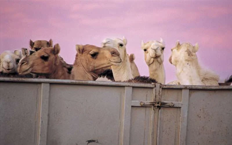Achttien dromedarissen sterven bij verkeersongeval in Marokko