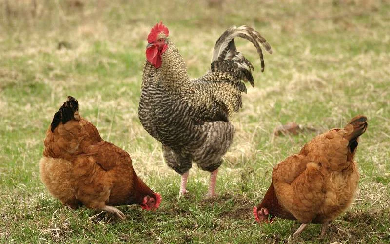 Marokko verbiedt invoer Frans pluimvee