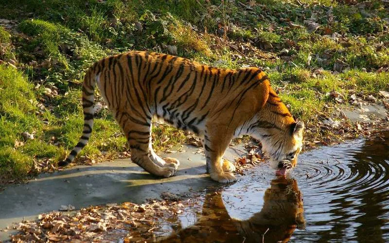 Agadir krijgt een nieuw dierenpark