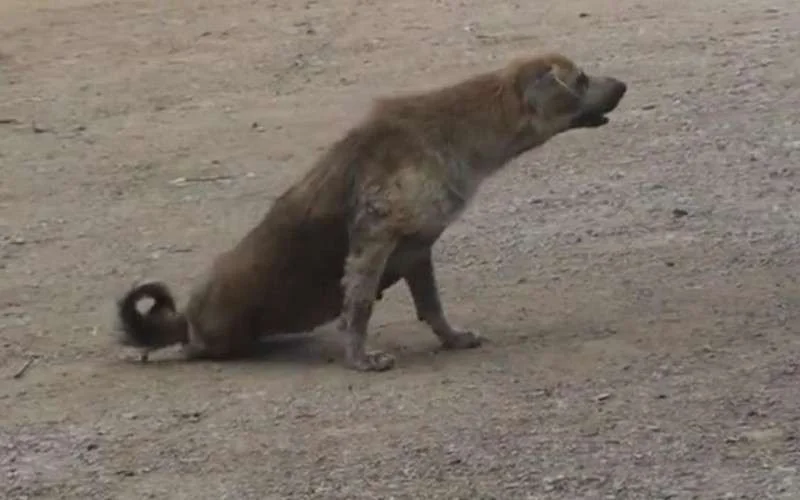 Marokko jaagt op zwerfhonden (video)