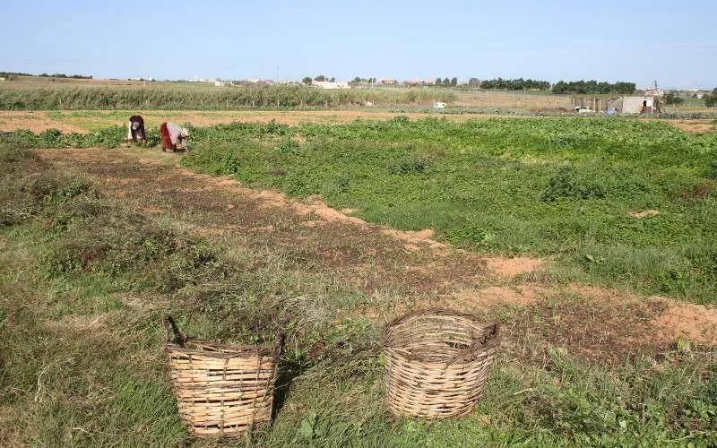 Japan leent 132 miljoen dollar aan Marokko voor landbouw