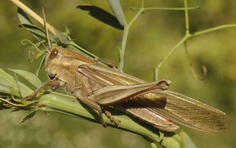 Marokko bedreigd door sprinkhanen invasie